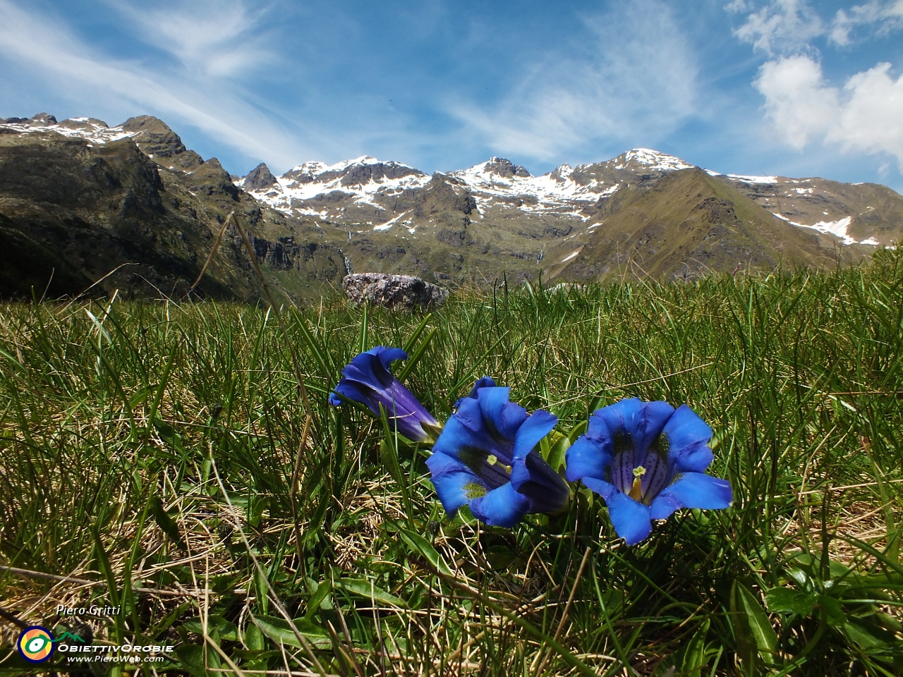 70 Gentiana verna..JPG